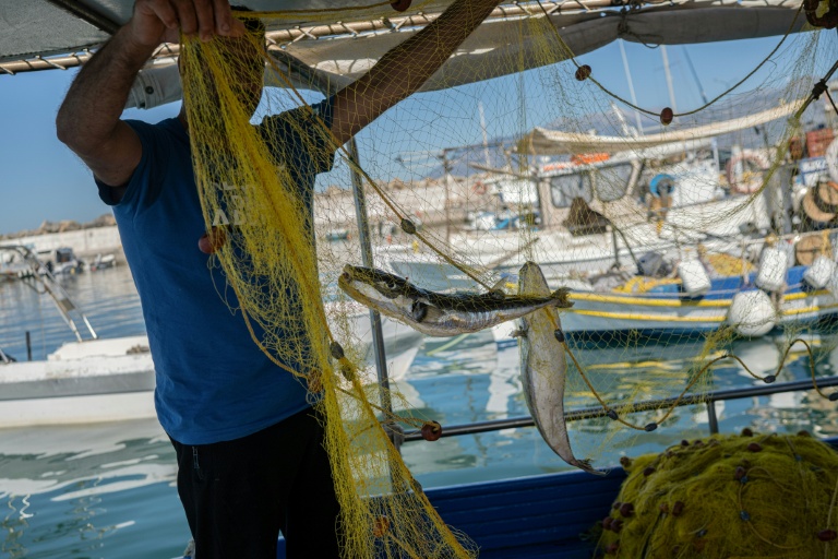 Un pêcheur montre des poissons-ballons à joues argentées, dans le port d'Ierapetra, en Crête, le 3 juin 2026