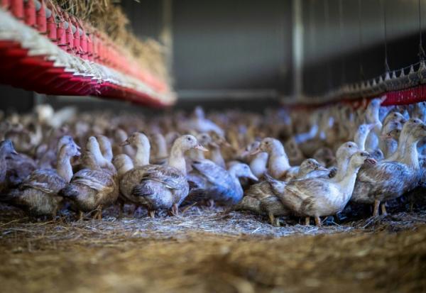 Des canes élevées pour la production de foie gras confinées dans un hangar à Sarrant (Gers) le 28 novembre 2022, pour prévenir la propagation de la grippe aviaire