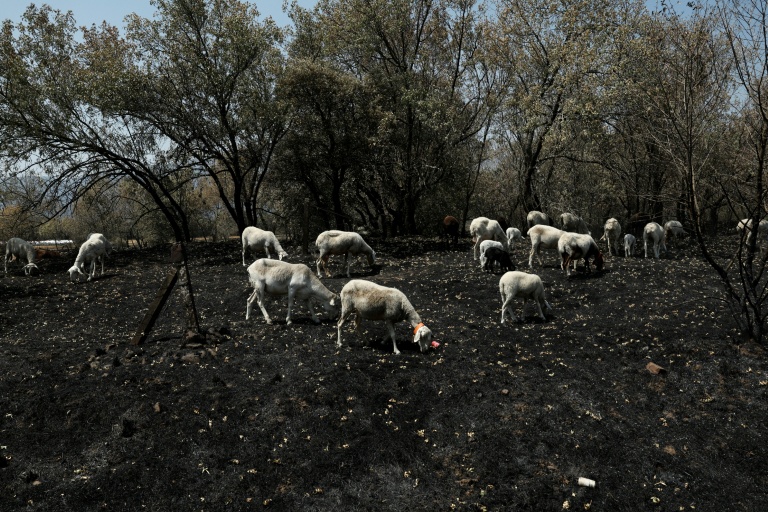 Un troupeau de moutons cherche de la nourriture sur un pâturage calciné après un incendie de forêt près de Piedralaves, à 100 kilomètres à l’ouest de Madrid, le 28 juillet 2026