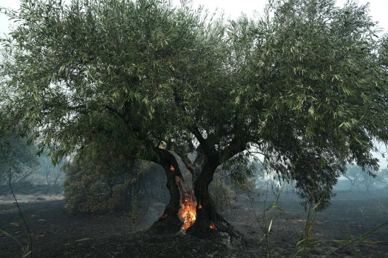 Un olivier en feu à Cebreros, dans la province d'Avila (Espagne), le 24 juillet 2024
