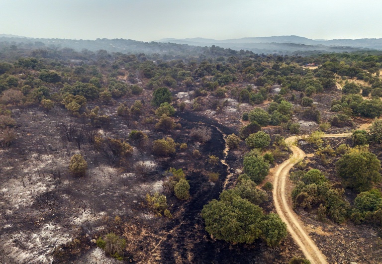 Plan aérien de la végétation ravagée par un incendie dans le secteur de Fresnedillas, près d'El Escorial, à 60 km au nord-ouest de Madrid, le 25 juillet 2026