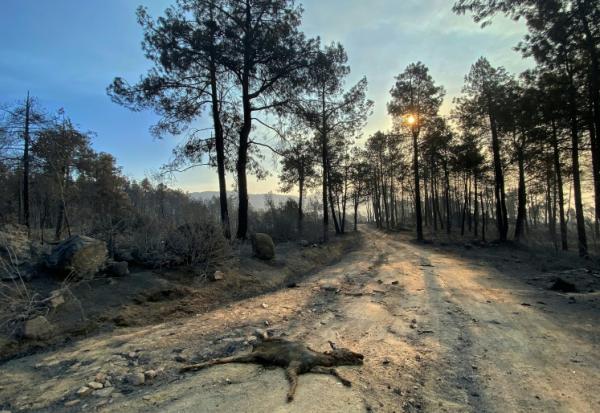 Les restes calcinés d'un jeune chevreuil gisent au sol après le passage de l'incendie qui sévit à l'ouest de Madrid, au niveau du barrage de Burguillo, près de Navaluenga, le 27 juillet 2026