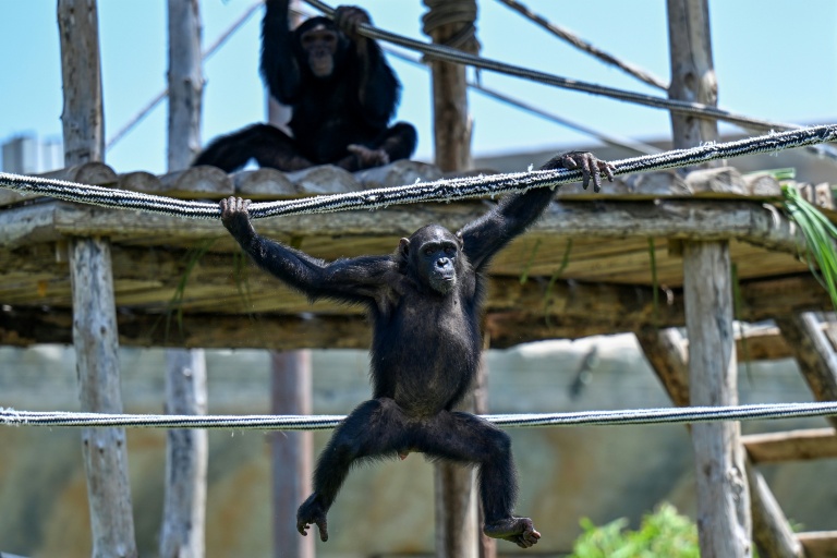 Des chimpanzés dans un enclos au centre Vantara de sauvetage et de conservation de la faune, le 25 septembre 2026 à Jamnaga, en Inde