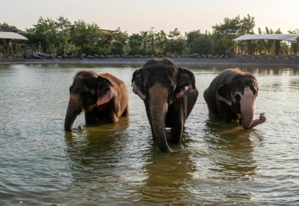 Des éléphants qui se baignent dans un étang au centre Vantara de sauvetage et de conservation de la faune, le 24 septembre 2026 à Jamnaga, en Inde