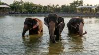 Des éléphants qui se baignent dans un étang au centre Vantara de sauvetage et de conservation de la faune, le 24 septembre 2026 à Jamnaga, en Inde