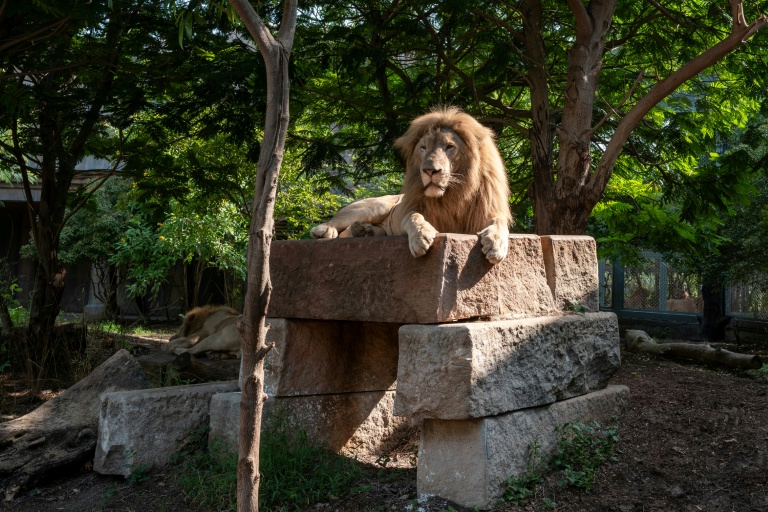 Des lions dans un enclos du centre Vantara de sauvetage et de conservation de la faune, le 25 septembre 2026 à Jamnaga, en Inde
