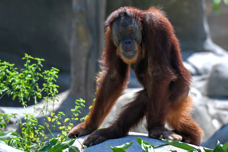 Un orang-outan dans un enclos du centre Vantara de sauvetage et de conservation de la faune, le 25 septembre 2026 à Jamnaga, en Inde