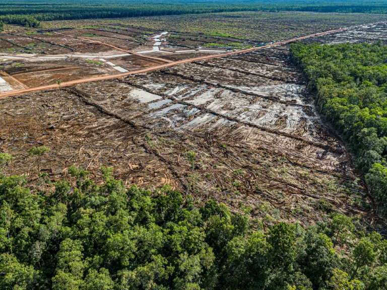Déforestation pour installer une plantation de canne à sucre, dans la province indonésienne de Papouasie du Sud, dans une image fournie par l'ONG Mighty Earth, le 17 mars 2025