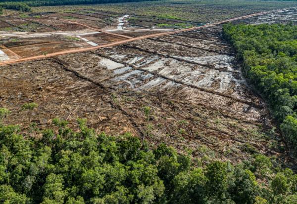 Déforestation pour installer une plantation de canne à sucre, dans la province indonésienne de Papouasie du Sud, dans une image fournie par l'ONG Mighty Earth, le 17 mars 2025
