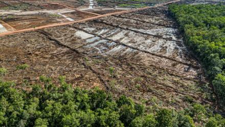 Déforestation pour installer une plantation de canne à sucre, dans la province indonésienne de Papouasie du Sud, dans une image fournie par l'ONG Mighty Earth, le 17 mars 2025