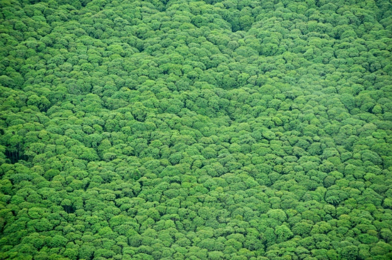 La forêt primaire du parc national indonésien de Sungai Sembilang, sur l'île de Sumatra, qui est bordée par deux grandes concessions de production de pâte à papier, dans une image prise le 16 octobre 2010