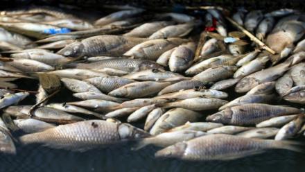 Poissons morts flottant dans une pisciculture de la ville de Zubaydiyah, au sud-est de Bagdad, le 14 avril 2026