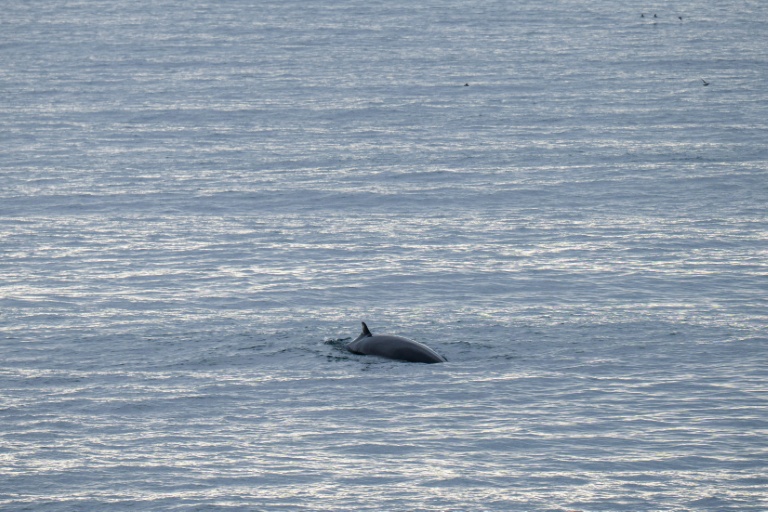 Cette photo, prise le 26 août 2026, montre une baleine nageant dans les eaux entourant Vestmannaeyjar (les îles Vestmann), au large de la côte sud de l'Islande