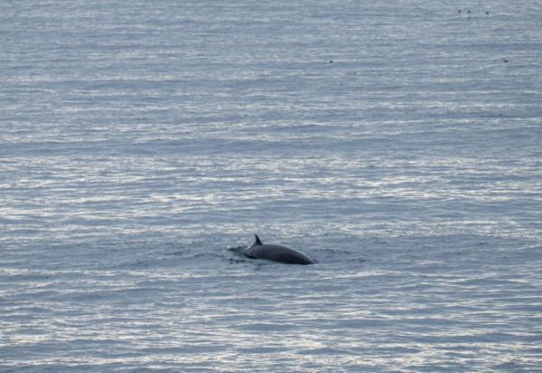 Cette photo, prise le 26 août 2026, montre une baleine nageant dans les eaux entourant Vestmannaeyjar (les îles Vestmann), au large de la côte sud de l'Islande