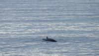 Cette photo, prise le 26 août 2026, montre une baleine nageant dans les eaux entourant Vestmannaeyjar (les îles Vestmann), au large de la côte sud de l'Islande