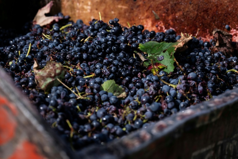 Des grappes de barbera, un cépage rouge, lors des vendanges de la 