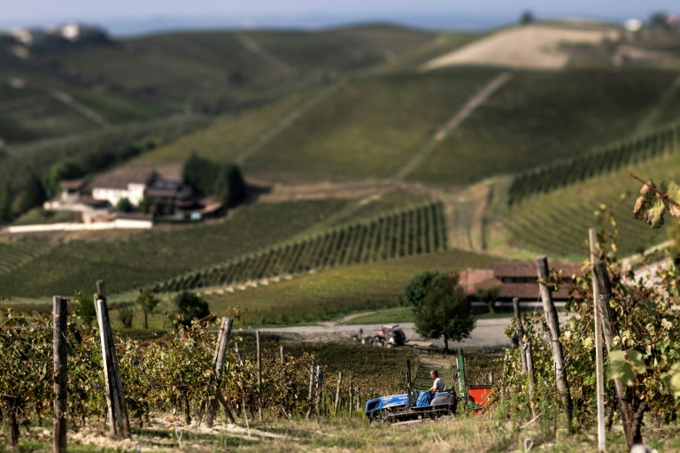 Vendanges dans le domaine de la 