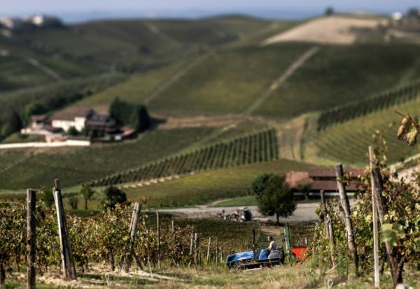 Vendanges dans le domaine de la "Tenuta Ca dei Mandorli" (la maison des amandiers), près d'Asti, dans le nord-ouest de l'Italie, le 17 septembre 2025 