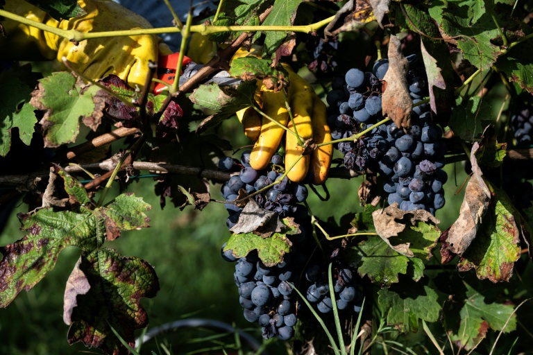 Vendanges dans les vignes de la 
