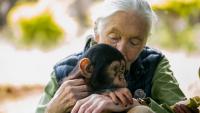 Jane Goodall avec un chimpanzé le 9 juin 2018 à Entebbe, en Ouganda