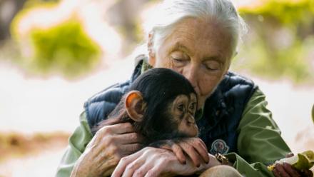 Jane Goodall avec un chimpanzé le 9 juin 2018 à Entebbe, en Ouganda