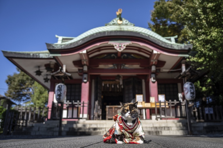 Un chat vêtu d’un kimono est assis au sanctuaire Ichigaya Kamegaoka Hachimangu, à Tokyo, le 31 octobre 2026