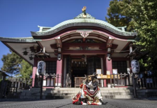 Un chat vêtu d’un kimono est assis au sanctuaire Ichigaya Kamegaoka Hachimangu, à Tokyo, le 31 octobre 2026