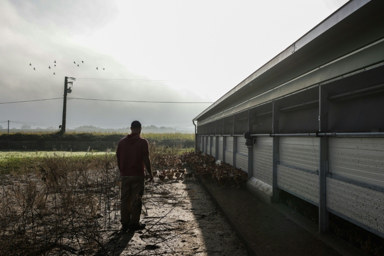 L'agriculteur Jérôme Caze observe ses poulets dans sa ferme à Meilhan-sur-Garonne, le 24 octobre 2024 dans le Lot-et-Garonne