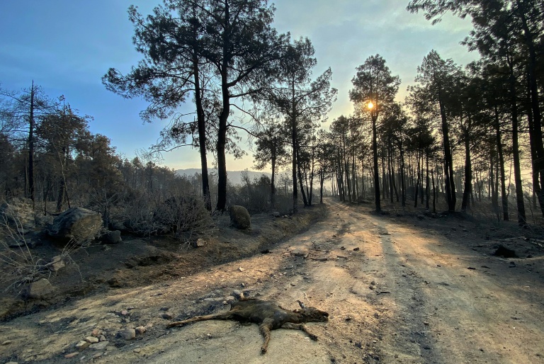 Les restes calcinés d’un jeune cerf gisent au sol après un incendie de forêt dans la zone du réservoir de Burguillo, près de Navaluenga, à 100 kilomètres à l’ouest de Madrid, le 27 juillet 2026