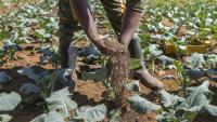 George Muturi applique du lombricompost, un engrais organique, sur sa parcelle de brocoli dans sa ferme du district de Lari, comté de Kiambu, au Kenya, le 12 août 2026.