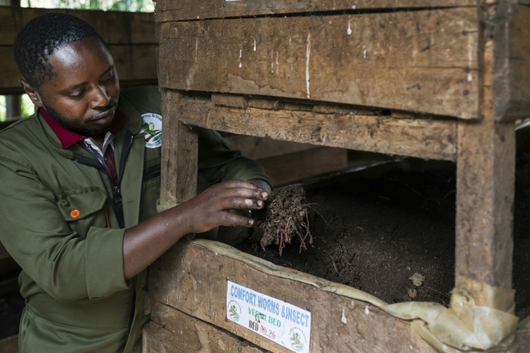 George Muturi vérifie l’avancement dans l’un de ses lits de lombricompost , dans le district de Lari, comté de Kiambu, au Kenya, le 12 août 2026.