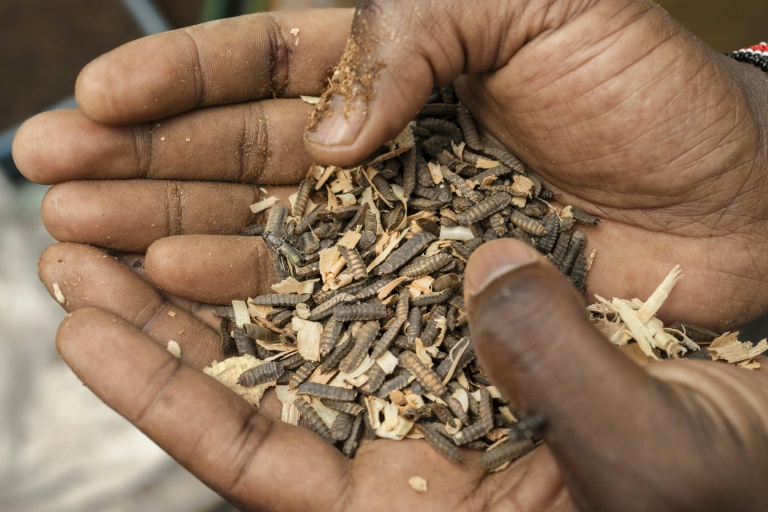 Robert Mwangi, fondateur de Nawiri Organics, qui produit et distribue des engrais biologiques, présente un échantillon de pupes matures de mouches soldat noires en train de se métamorphoser en mouches adultes dans leur ferme, dans la circonscription de Njoro, comté de Nakuru, au Kenya, le 30 juillet 2026.