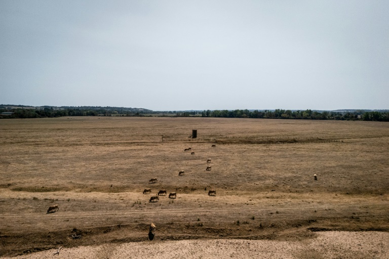 Des vaches broutent dans un pré desséché près de Pierrefitte-sur-Loire, dans l'Allier, le 15 août 2025