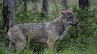 Le nombre de loups est resté relativement stable en France en 2025, avec une population estimée à 1.082, soit 69 de plus en un an