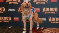 Le chien Roscoe, qui interprète Buddy dans le film "Air Bud Returns", salue les fans lors du CinemaCon à Las Vegas, le 15 avril 2026