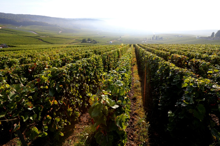 Le vignoble de Champagne à Hautvillers, le 22 septembre 2016 dans la Marne