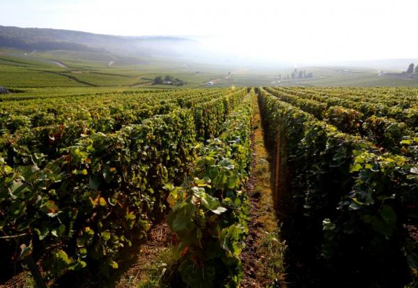 Le vignoble de Champagne à Hautvillers, le 22 septembre 2016 dans la Marne
