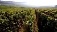 Le vignoble de Champagne à Hautvillers, le 22 septembre 2016 dans la Marne