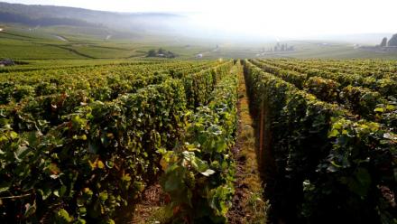 Le vignoble de Champagne à Hautvillers, le 22 septembre 2016 dans la Marne