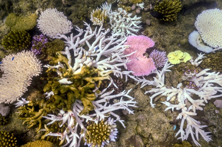 Du corail blanchi ou mort près de l'île Lizard, sur la Grande barrière de corail, en Australie, le 5 avril 2024