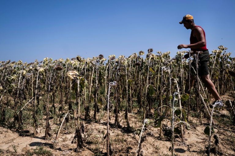 Un agriculteur italien inspecte un champ de tournesols grillée par la chaleur à Bene Vagienna, un village près de Cuneo, dans le nord-ouest de l'Italie, le 6 août 2026