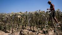 Un agriculteur italien inspecte un champ de tournesols grillée par la chaleur à Bene Vagienna, un village près de Cuneo, dans le nord-ouest de l'Italie, le 6 août 2026