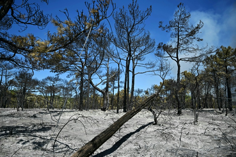 Une forêt calcinée par un incendie près de la commune de Carlencas-et-Levas, le 6 juillet 2026 dans l'Hérault