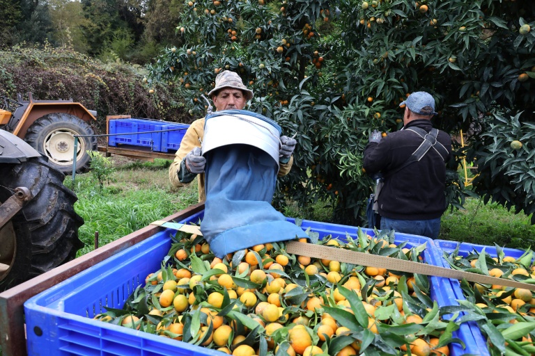 Des cueilleurs de fruits marocains récoltent des clémentines à Santa-Lucia-di-Mercurio, en Corse, le 14 novembre 2025