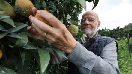 Le producteur de clémentines Jean-Paul Mancel cueille un fruit dans son verger de Santa-Lucia-di-Mercurio, en Corse, le 14 novembre 2025