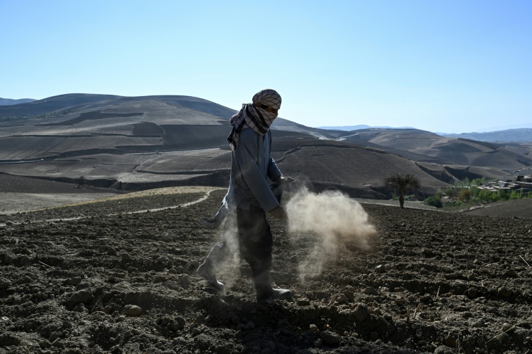 Un agriculteur sème des graines de pavot dans un champ de la province du Badakhshan, le 18 octobre 2026 en Afghanistan