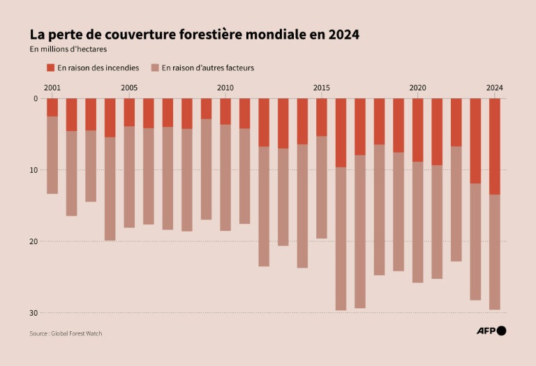 La perte de couverture forestière mondiale en 2024