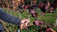 Le viticulteur hongrois Viktor Keszler montre sa vigne touchée par 
l'épidémie de flavescence dorée qui menace la quasi-totalité des vignobles du pays, le 6 novembre 2025 à Zalaszentgrot, à environ 200 km à l'ouest de Budapest