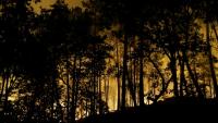 Des flammes dans la forêt de Fontainebleau après le déclenchement d'un incendie de forêt en fin d'après-midi, le 12 juillet 2026 en Seine-et-Marne