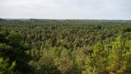 Vue aérienne de la forêt de Fontainebleau rpès de Noisy-sur-Ecole, le 6 août 2025 en Seine-et-Marne